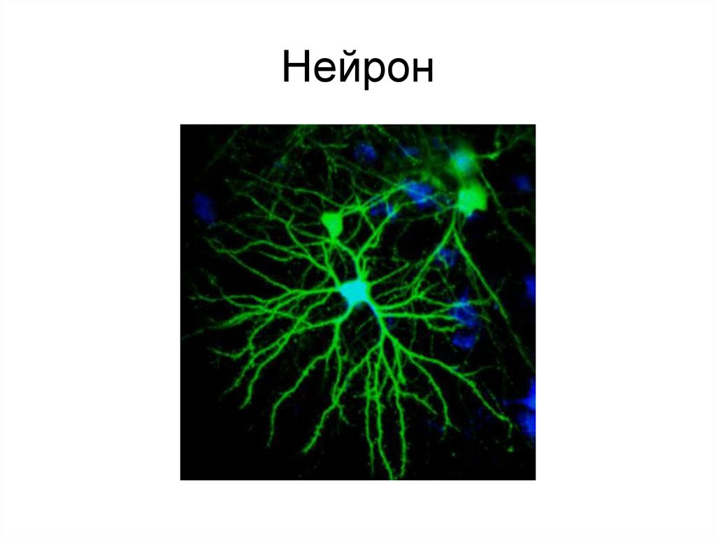 Нейрон