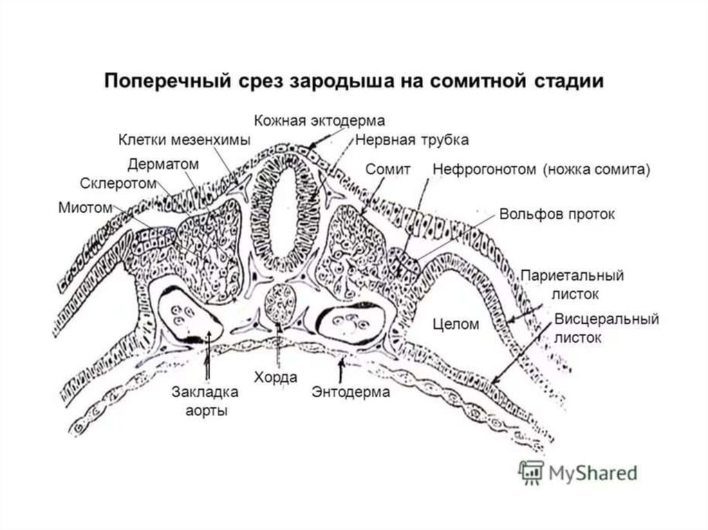 Развитие хорды человека. Поперечный срез эмбриона сомиты. Поперечный срез зародыша человека гистология. Осевой комплекс зачатков зародышевые листки. Поперечный срез зародыша на сомитной стадии.