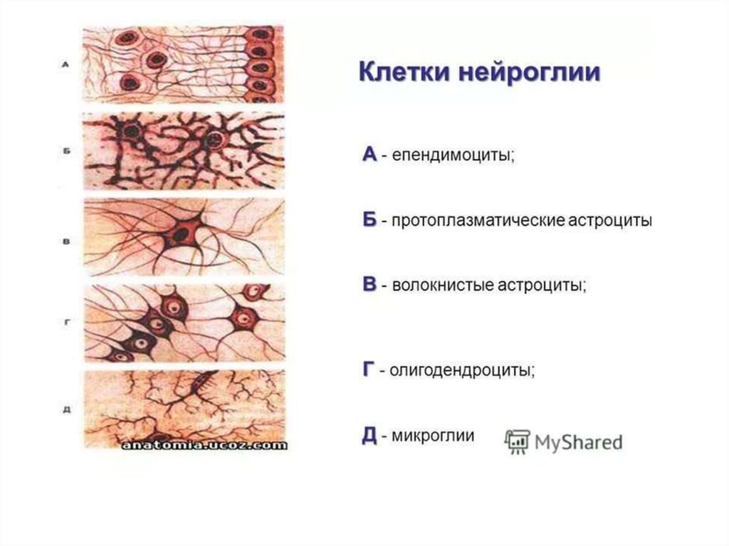 Разновидности глии схема