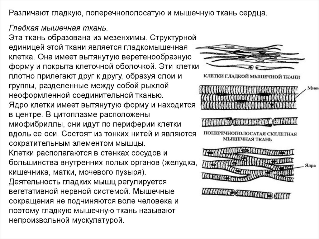 Гладкая мышечная ткань входит в состав