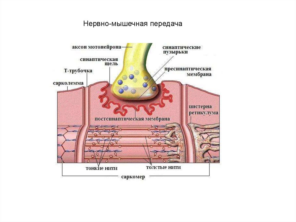 Нервные окончания. Двигательные нервные окончания гистология строение. Нервно-мышечный синапс скелетного мышечного волокна. Моторная бляшка нервно-мышечный синапс. 6. Нервные окончания (рецепторы, эффекторные, синапс).