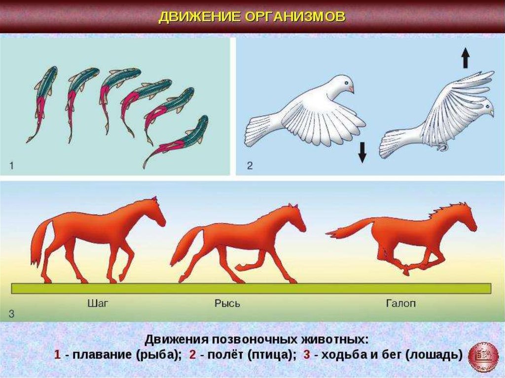Таблица передвижение животных. Движение живых организмов. Способы передвижения живых организмов. Типы движения животных. Способы передвижения животных.