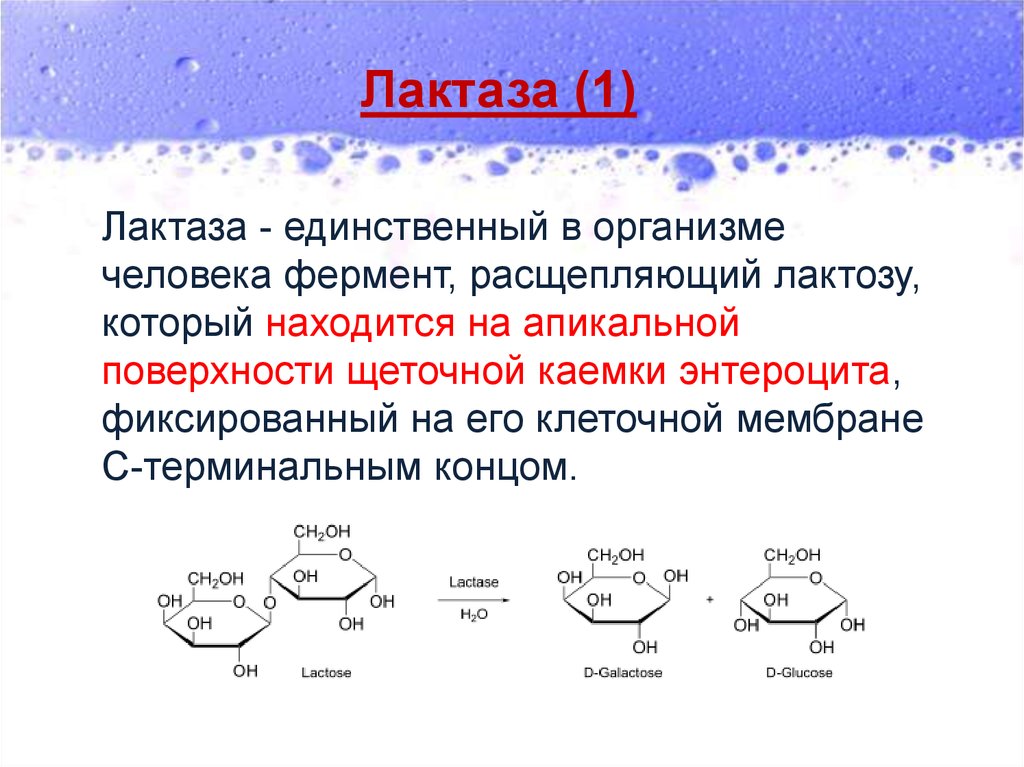 Лактаза вырабатывается. Ферменты катализирующие гидролиз лактозы. Лактаза фермент PH. Лактаза расщепляет лактозу. Реакция расщепления лактозы.