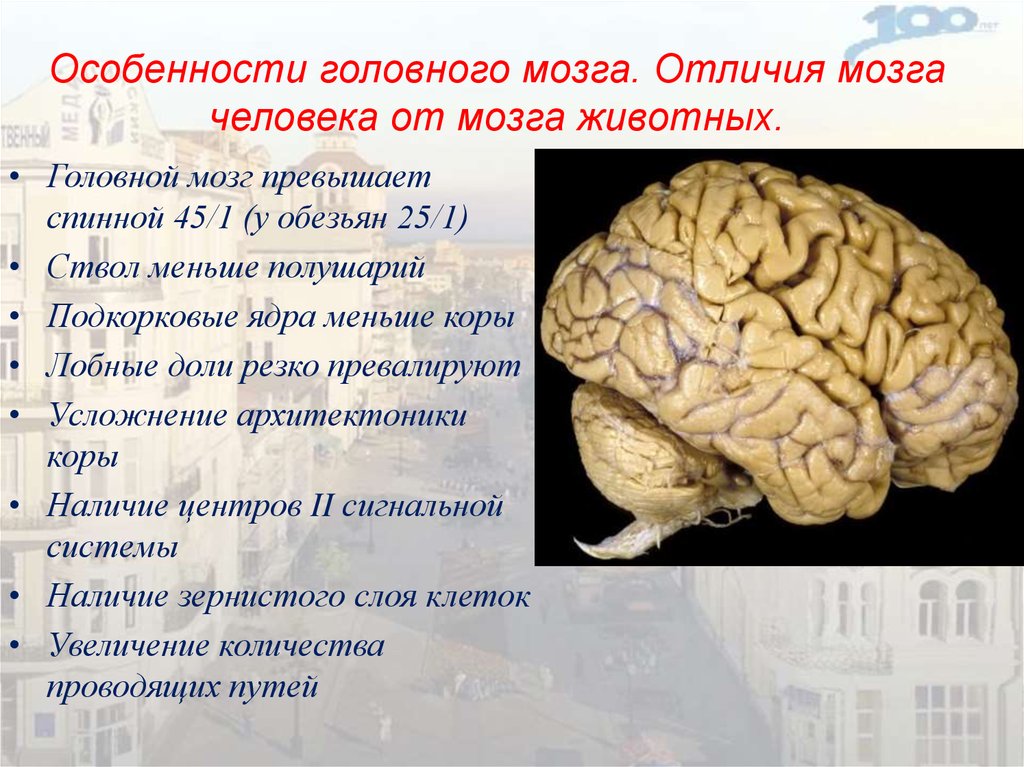 Размер переднего мозга. Характеристики мозга. Особенности головного мозга. Структура мозга.