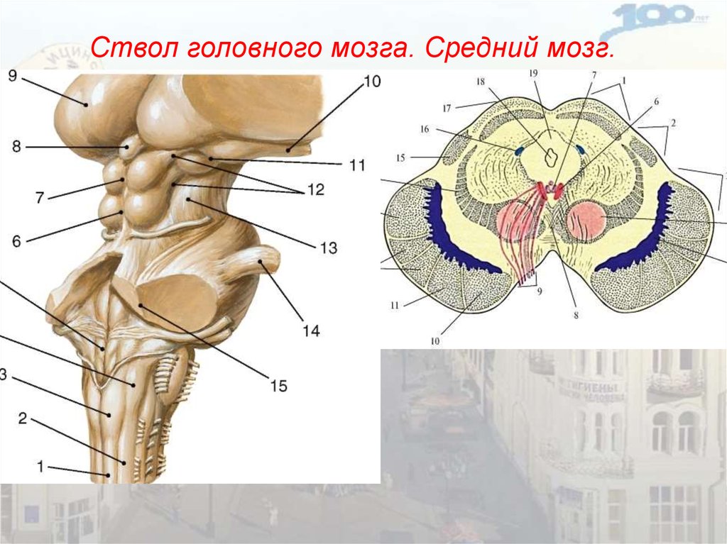 Строение среднего мозга в головном мозге. Анатомия ствола головного мозга. Строение головного мозга ствола мозга. Ствол среднего мозга строение. Строение головного мозга ствол мозжечок.