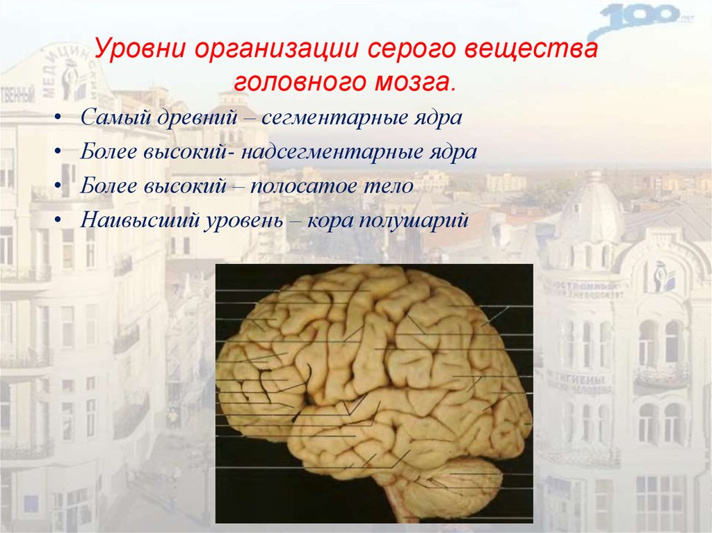 Мозговой серый. Уровень организации серого вещества. Серое вещество мозга. Уровни организации мозга. Серое вещество головного мозга уровень организации.