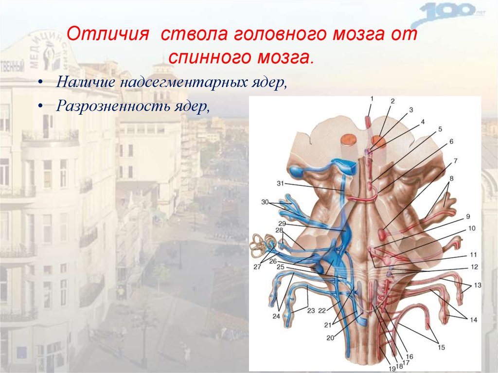 Отличие спинного и головного мозга. Различия головного и спинного мозга. Сходства и различия головного и спинного мозга. Ствол спинного мозга.
