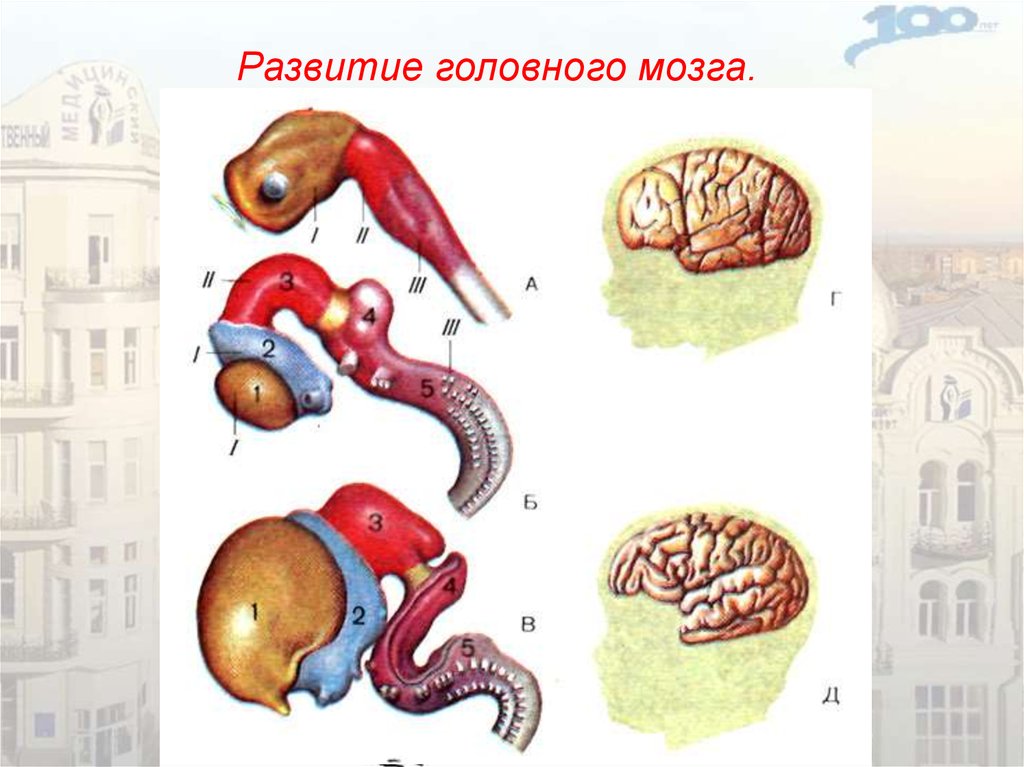 Развитие головного мозга. Головной мозг развивается. Этапы развития головного мозга. Стадии развития головного мозга.