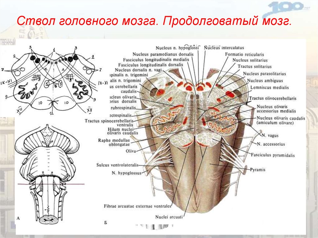 Какое строение имеет продолговатый мозг. Ствол мозга строение анатомия. Внутреннее строение ствола мозга. Ядра ствола мозга схема. Продолговатый мозг строение ядра.