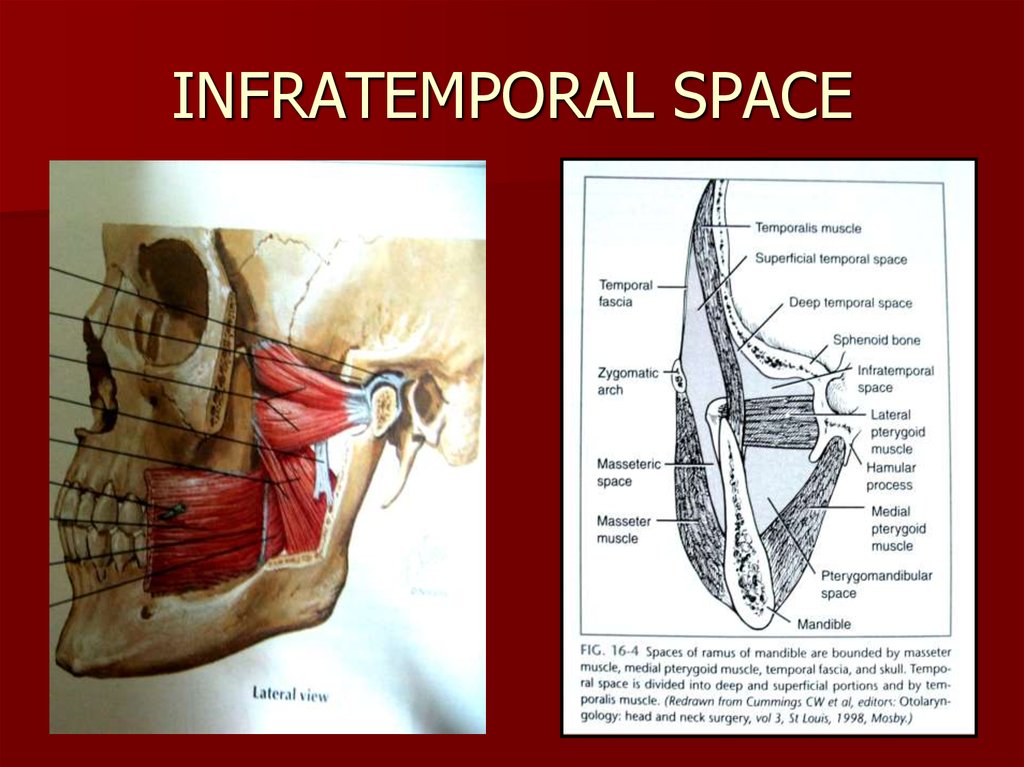 Surgical fascial spaces - презентация онлайн