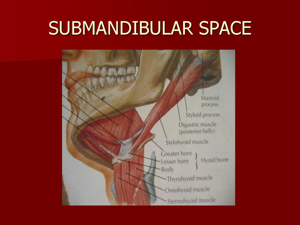 Surgical fascial spaces - online presentation