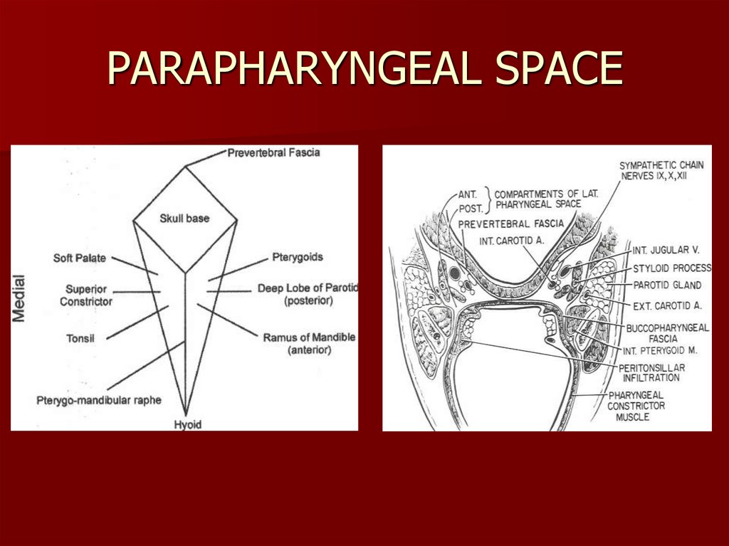 Surgical fascial spaces - online presentation