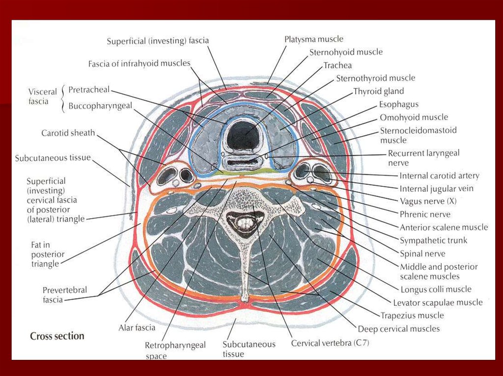 Surgical fascial spaces - online presentation