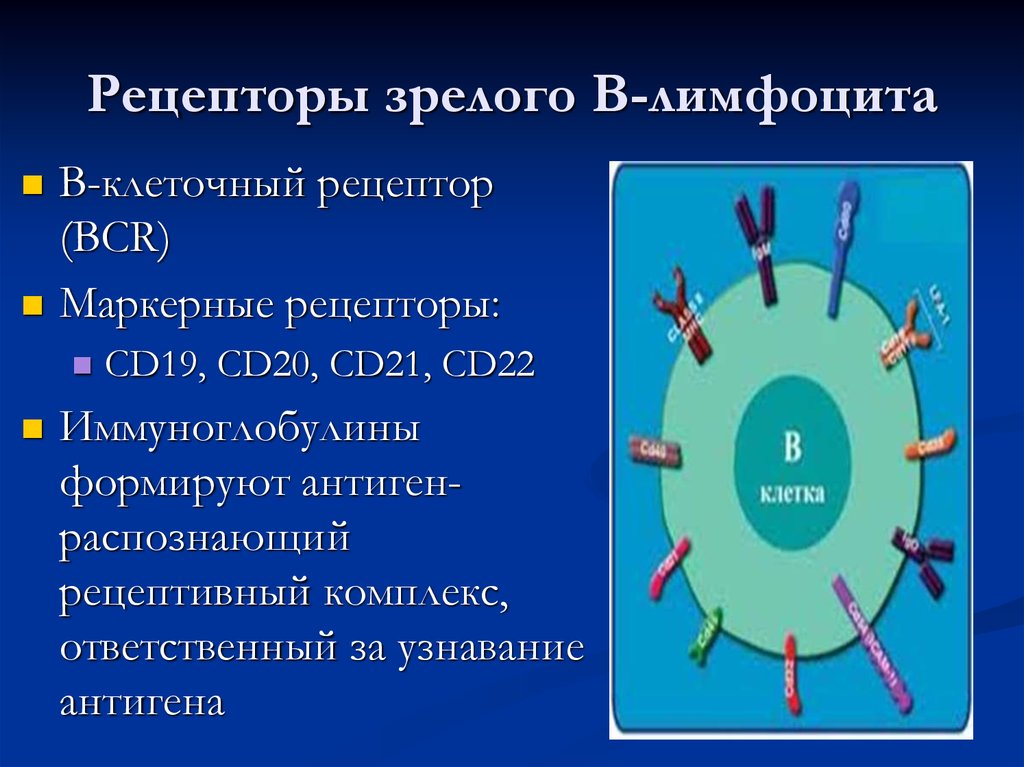 В 3 рецепторы. Рецепторы лимфоцитов. Мембранные рецепторы лимфоцитов. Корецепторы лимфоцитов. Рецепторы b лимфоцитов.