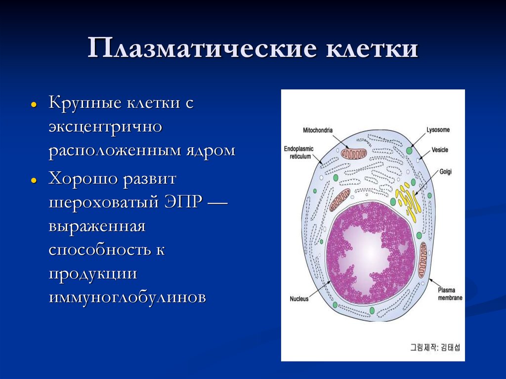 1 плазматическая клетка. Строение и функции плазмоцитов. Плазматические клетки. Плазматическая клетка строение. Плазмоциты клетки.