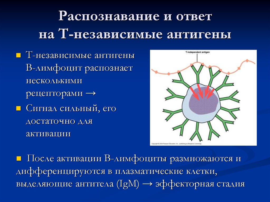 Схема гуморального иммунного ответа на т зависимые и т независимые антигены