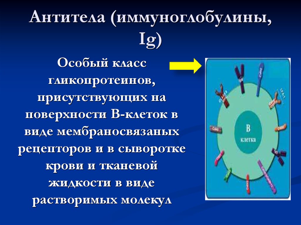 Иммунитет антитела презентация