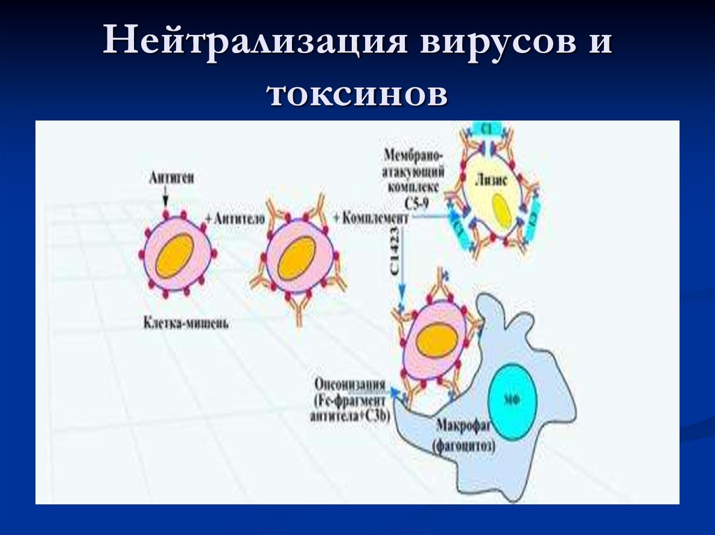 Реакция нейтрализации иммунология схема