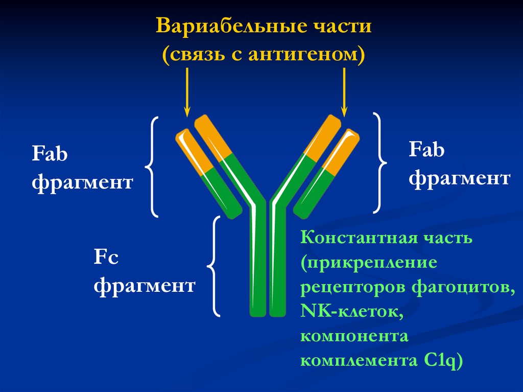 Домены антител. Вариабельный домен антитела. Fab фрагмент иммуноглобулина. Fab и FC ФРАГМЕНТЫ антител. Fab-фрагмент антитела.