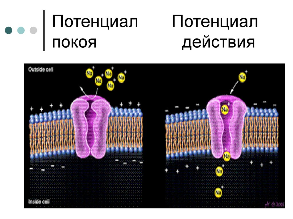 Потенциал Потенциал покоя действия