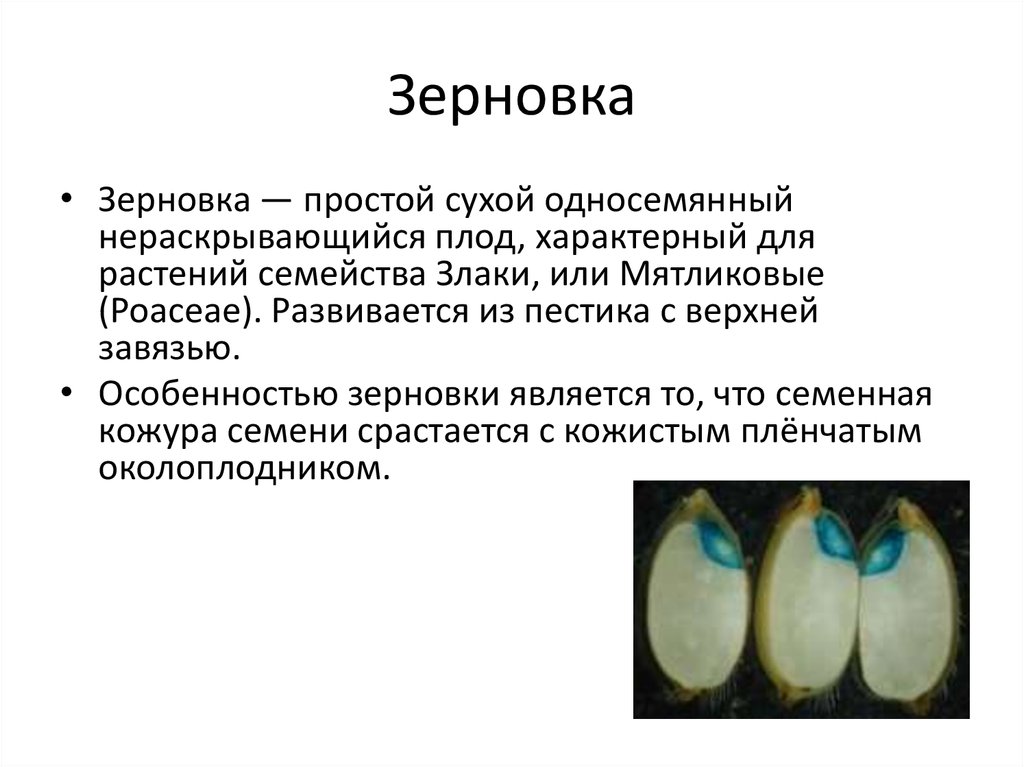 Плод зерновка. Зерновка строение семян лабораторная. Зерновка характеристика плода. Зерновка характерна для. Особенности строения зерновки.