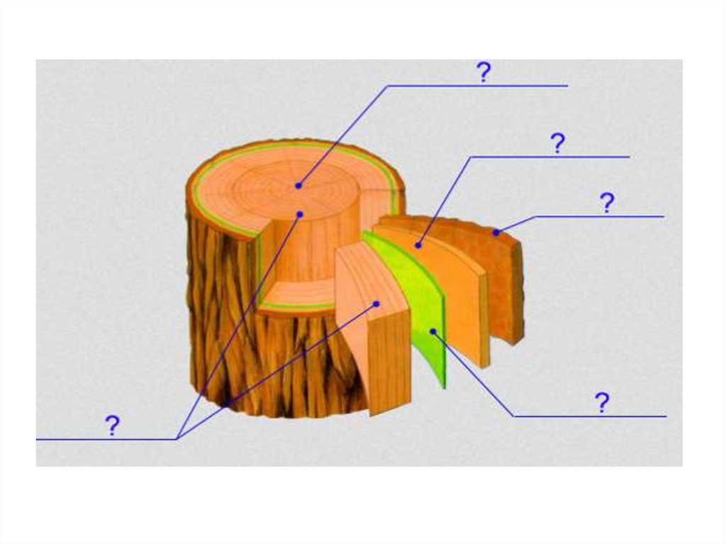 Какая функция у волокон древесины. Структура древесины камбий. Строение дерева Луб камбий.