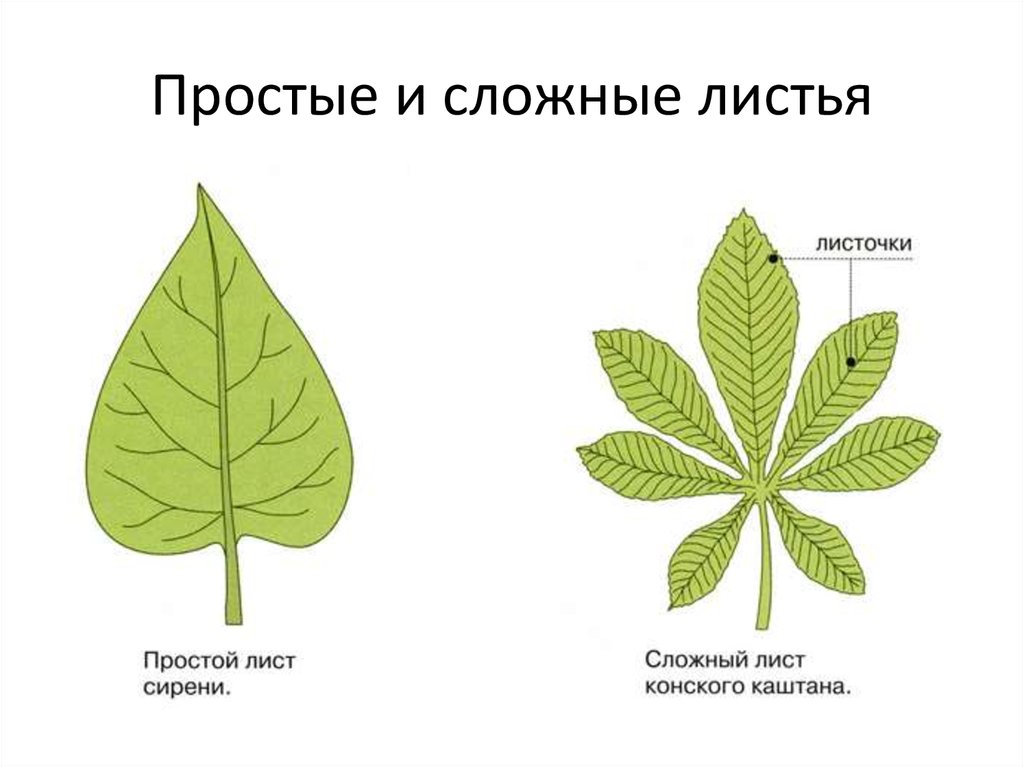 Рисунок простого и сложного листа