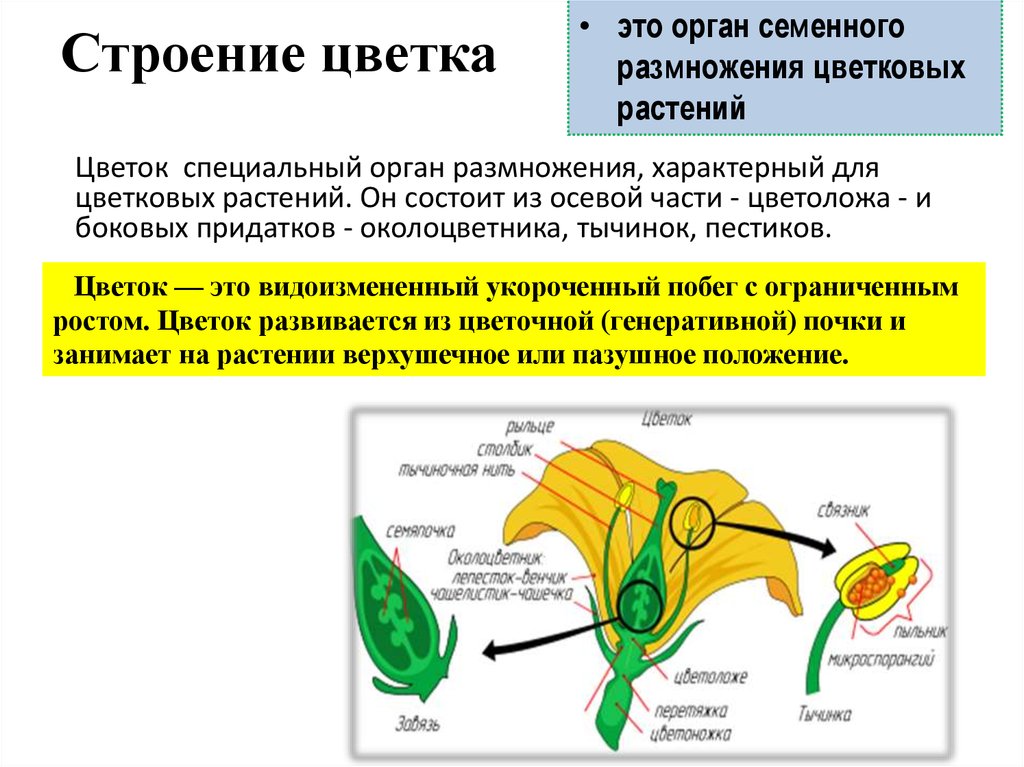 Орган размножения и расселения