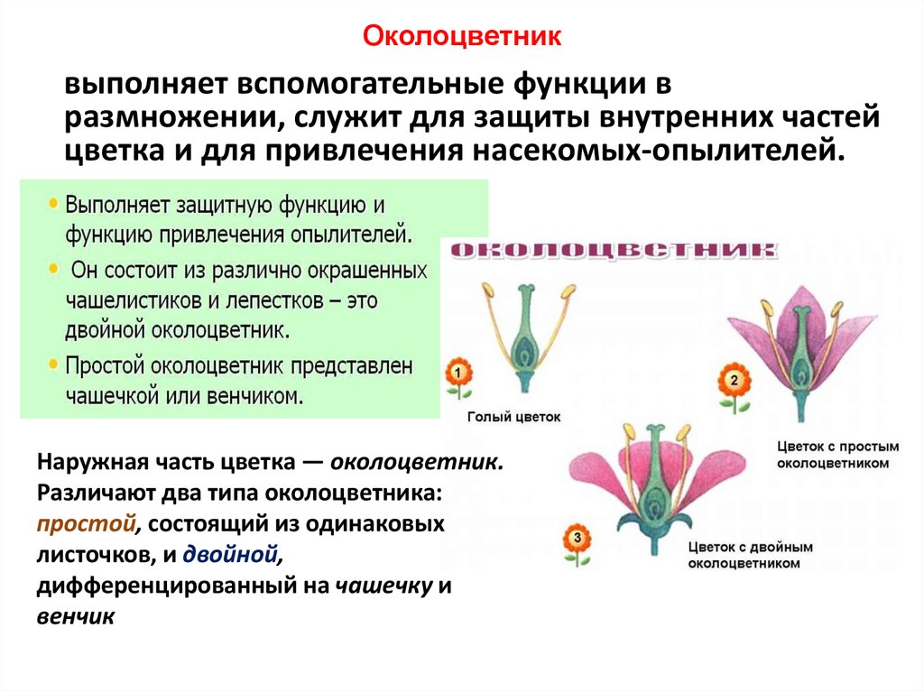 Генеративные органы функции. Цветок с двойным околоцветником биология 6. Функция околоцветника у цветка. Околоцветник это в биологии 6. Цветок с простым околоцветником биология 6.