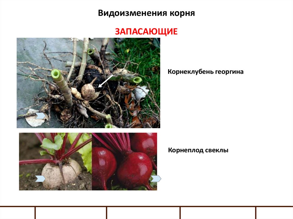 На изображении земляники показан вегетативный орган