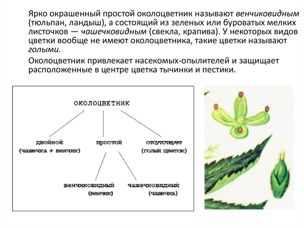 Околоцветник семейства злаки