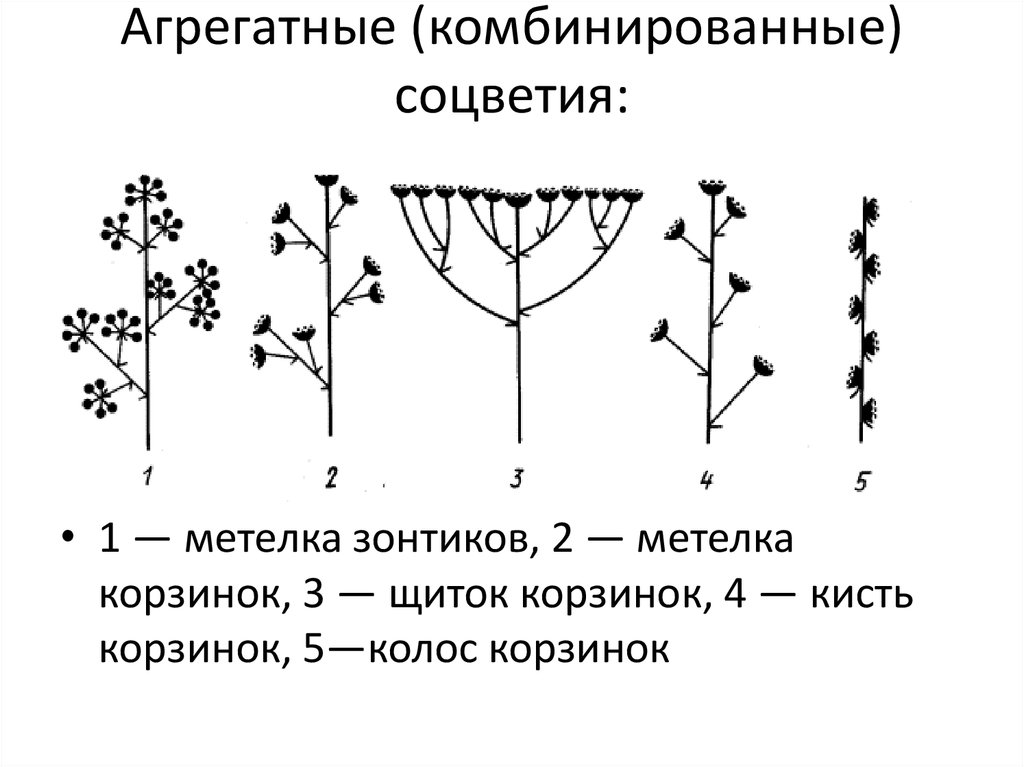 Соцветия древесных растений