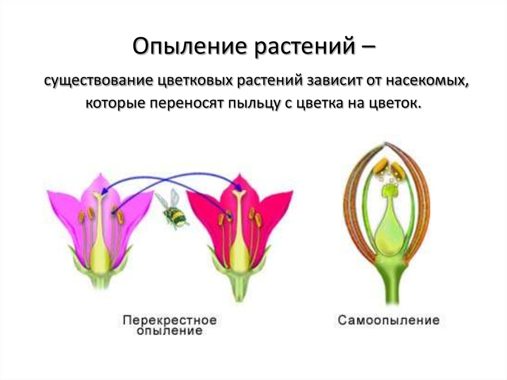 Опыление растений – существование цветковых растений зависит от насекомых, которые переносят пыльцу с цветка на цветок.