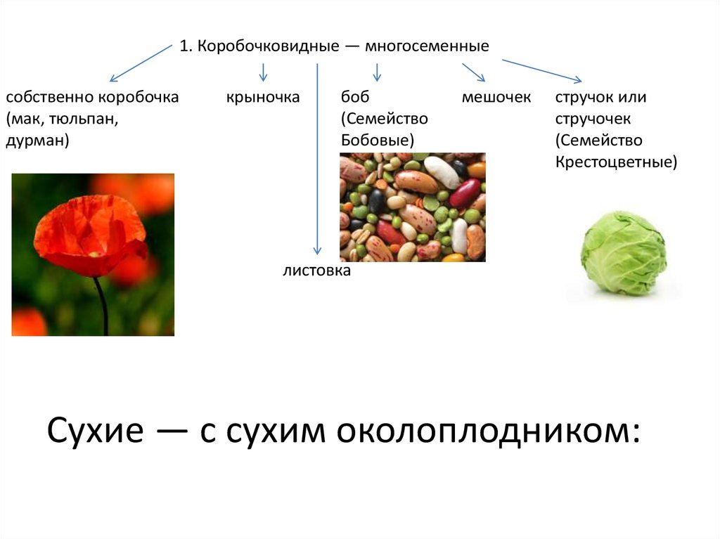 Семена защищены околоплодником у голосеменных или покрытосеменных