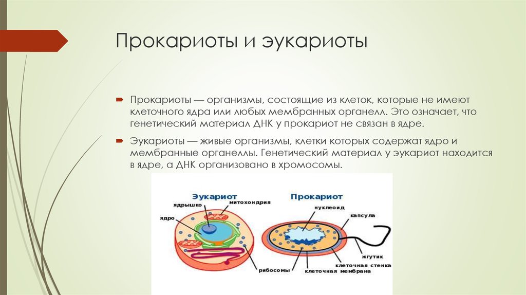 Наличие ядра прокариоты. Строение клетки прокариот 5 класс биология. Строение клетки прокариот и эукариот. Строение клеток прокариот и эукариот кратко. Прокариоты и эукариоты 5 класс.
