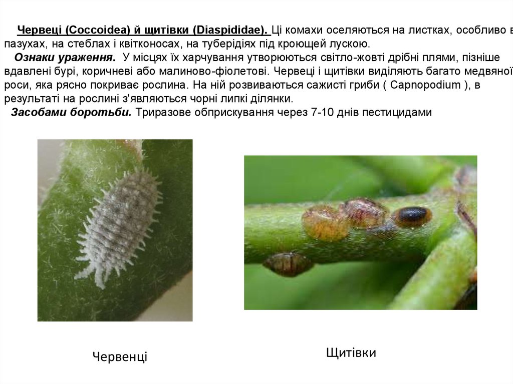 Червеці (Coccoidea) й щитівки (Diaspididae). Ці комахи оселяються на листках, особливо в пазухах, на стеблах і квітконосах, на