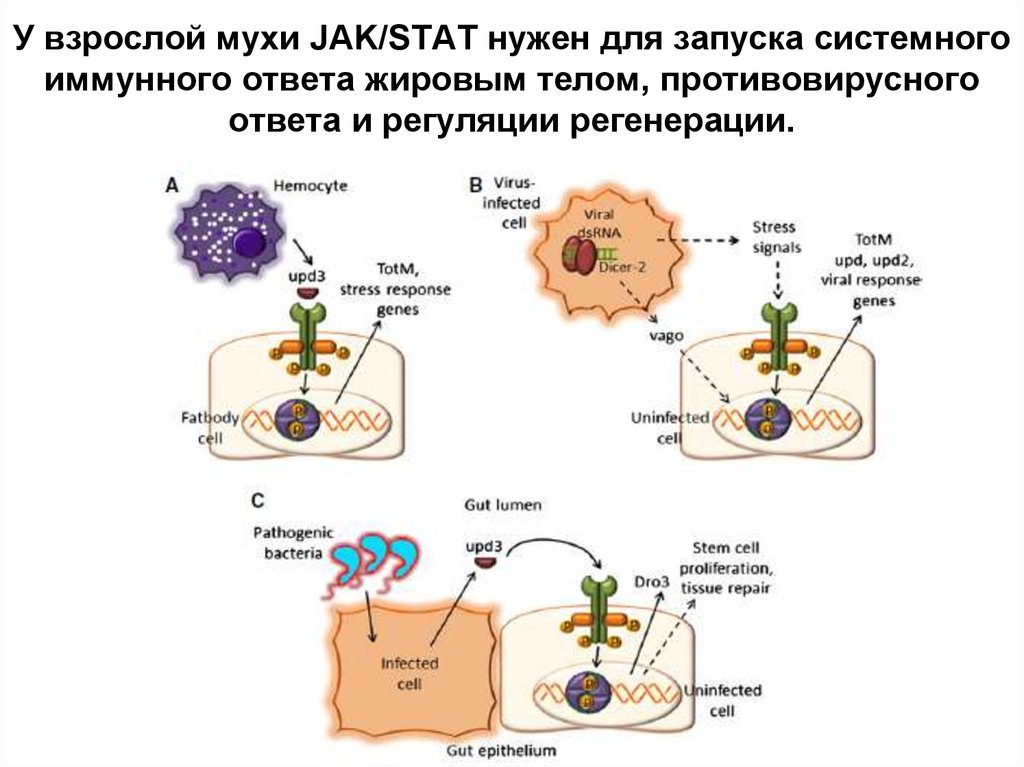 Клеточный иммунный ответ схема для тупых