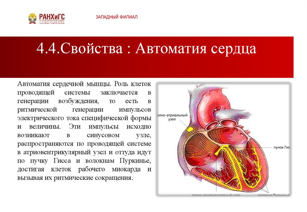 Автоматия сердца презентация