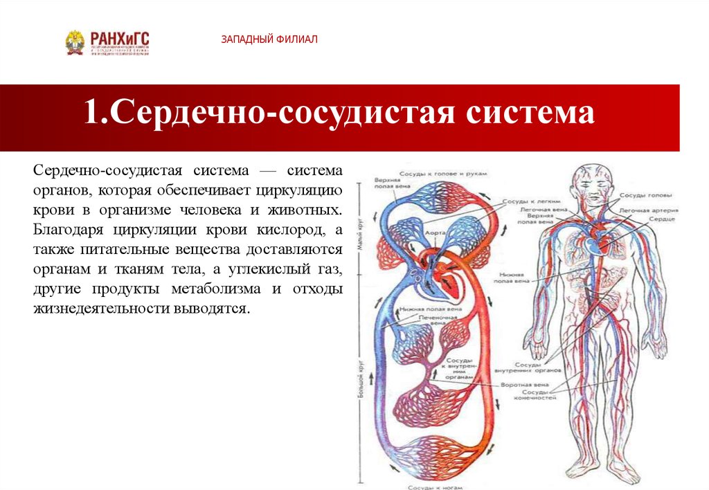 Презентация сосудистая система. Сердечно-сосудистая система человека. Органы сердечно-сосудистой системы человека. Сердечно-сосудистая система состоит. Циркуляция крови в организме.