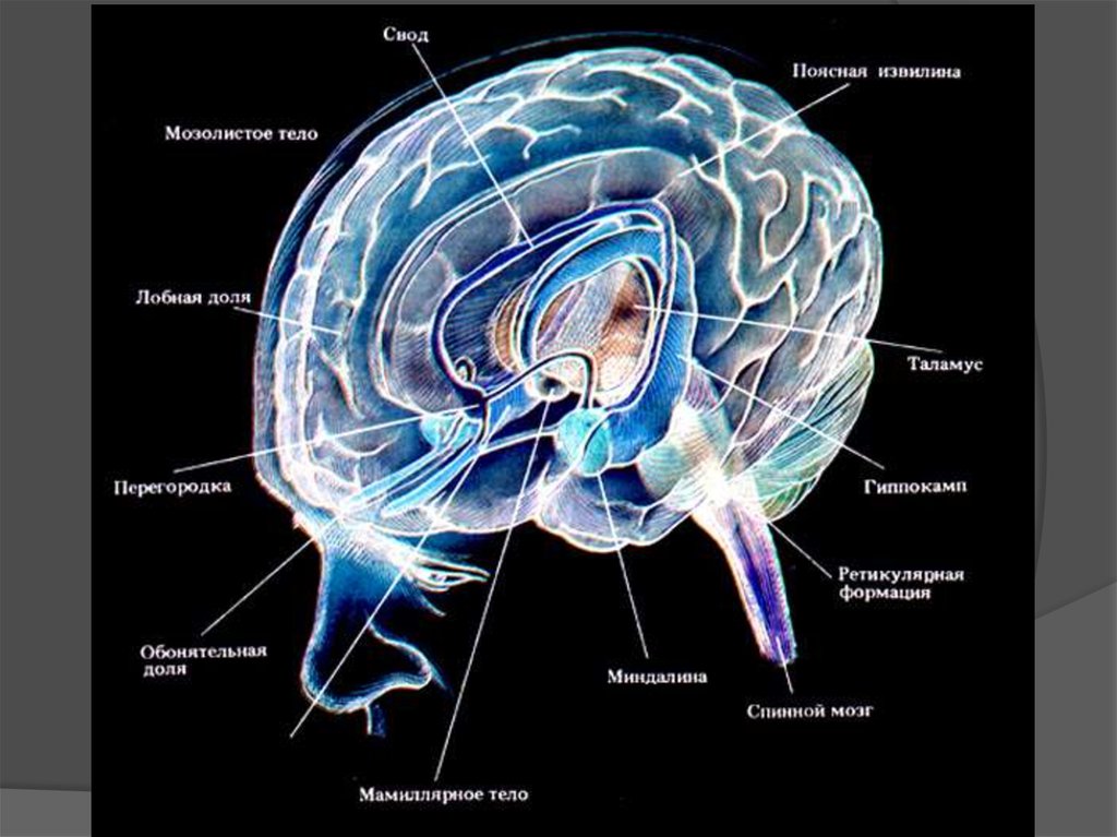 Гипофиз головного мозга фото