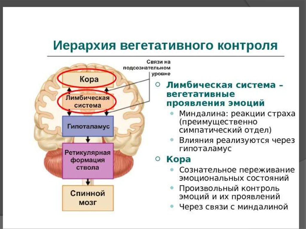 Система эмоций. Вегетативные функции лимбической системы. Лимбическая система функции в формировании эмоции. Структуры мозга участвующие в эмоциях. Корковые и подкорковые структуры лимбической системы.