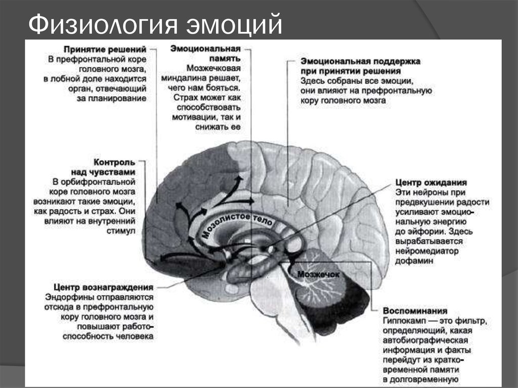 Центр управления мозгом