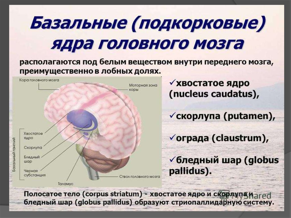 Физиология головного мозга презентация