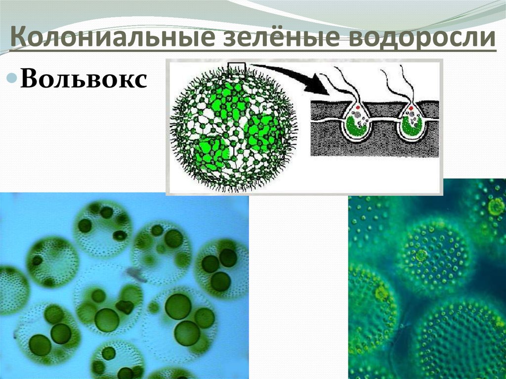 Почему бактерии вирусы одноклеточные водоросли. Колониальные водоросли вольвокс. Зеленые водоросли вольвокс. Колонмалтные зелёные водоросли. Одноклеточные водоросли вольвокс.