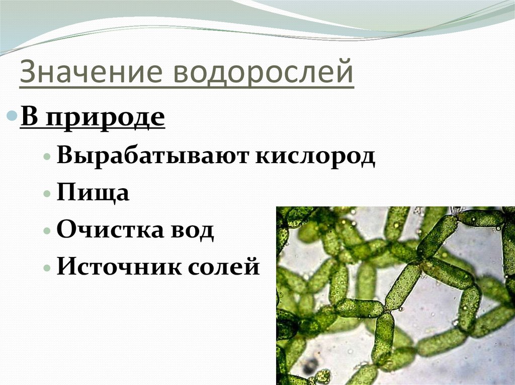 Защита водорослей