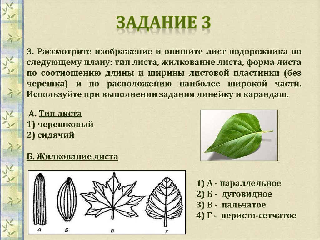 Впр по биологии 5 класс тип 1.1. Форма листовой пластинки листа сирени. Тип жилкования листа сирени. Листья по типу жилкования. Типы листьев.