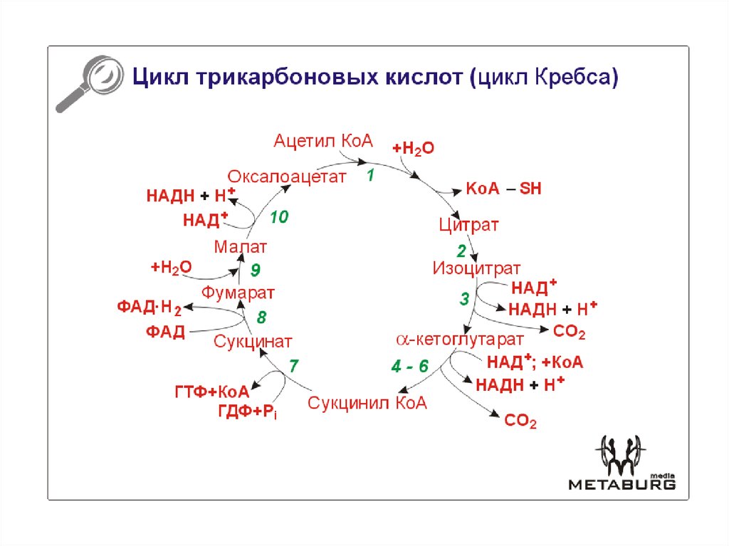 2 реакция цикла кребса. Цикл трикарбоновых кислот. Трикарбоновве кислоты уикла креюса. Цикл трикарбоновых кислот окисляет. Цикл трикарбоновых кислот формулы.