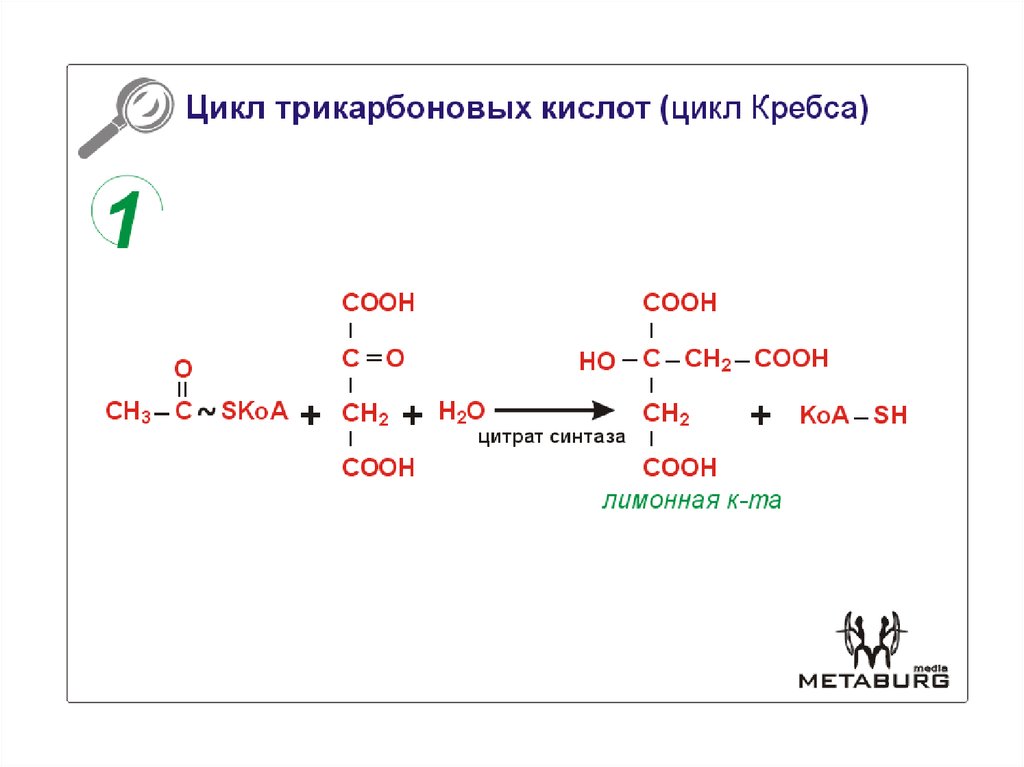 1 реакция цикла кребса. Цикл трикарбоновых кислот 1 реакция цитратсинтаза. Ацетил КОА цикл трикарбоновых кислот. Первая реакция цикла трикарбоновых кислот. Цикл трикарбоновых кислот ЦТК биохимия.