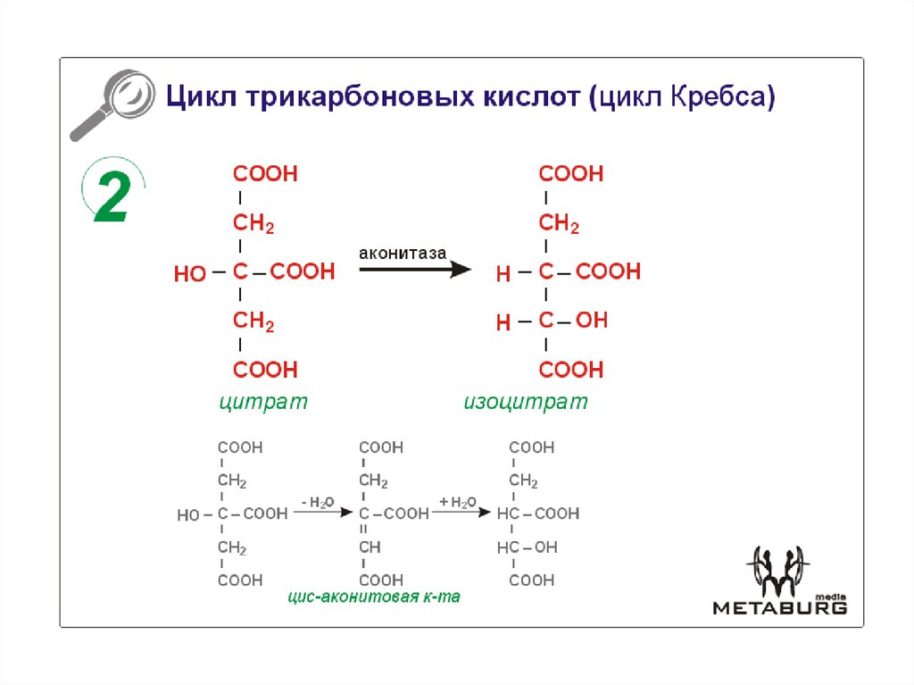 1 реакция цикла кребса. Цикл трикарбоновых кислот ЦТК биохимия. Реакции цикла трикарбоновыхкислоткатализируют:. Первая реакция цикла трикарбоновых кислот. Цикл трикарбоновых кислот 1 реакция цитратсинтаза.