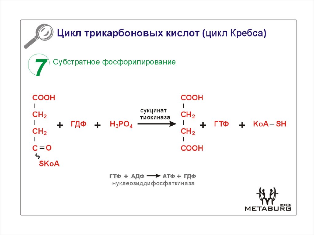 Уравнения субстратного фосфорилирования цикла Кребса. Реакция цикла Кребса с субстратным фосфорилированием. 1 Реакция субстратного фосфорилирования гликолиз. Реакция субстратного фосфорилирования в ЦТК.